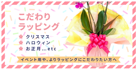 FireShot Capture 283 - 胡蝶蘭（3本立・5本立）お祝いギフト通販 花の贈り物｜クマサキ洋ラン農園 - [www.rannohana.com]